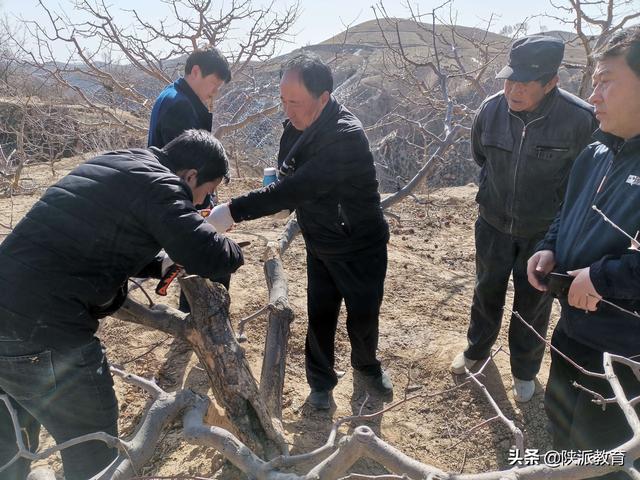 西北农林科技大学：田间课堂展身手 果园春管正当时