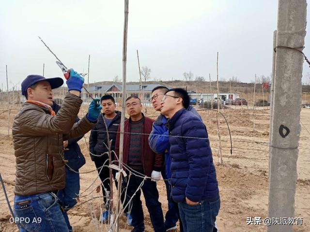 西北农林科技大学：田间课堂展身手 果园春管正当时