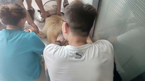 队员们协助田园犬输血.jpg