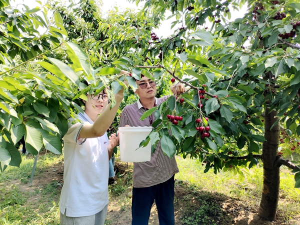 帮助村民摘樱桃_副本.jpg